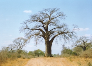 Zimbabwe Baobab